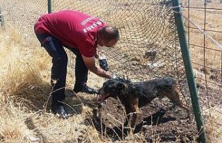 Diyarbakır’da mahsur kalan köpeği itfaiye ekipleri...