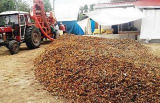 Doğal gübre: Fındık zurufu