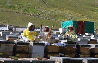 Dünyaca ünlü Anzer Balı üretimi tehdit altında
