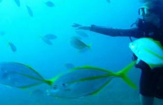 Dünyaca ünlü sahilde akvaryumu andıran görüntüler