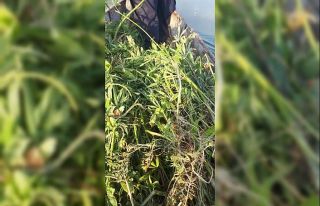 Eber Gölü’nün kıyısını uyuşturucu tarlasına...