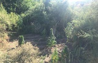 Elazığ’da 182 kök kenevir ele geçirildi