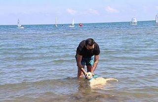 Engelli köpekleri eğlendiren tedavi