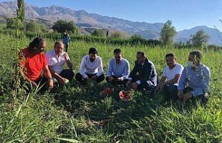 Erzincan’da karpuz hasadı başladı
