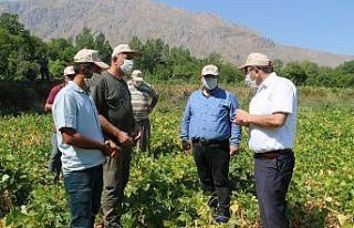 Erzincan’da kuru fasulye üretimi artıyor