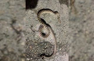 Eve giren yılanı itfaiye ekipleri çıkardı