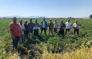 Fabrikalar sözleşmeye uymadı, fiyatlar 30 kuruşa...