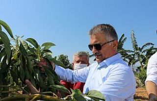 Gazipaşa tropikal meyve üretiminde çığır açacak