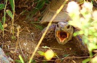 Gezgin öğretmen kaplumbağanın esneme anlarını...