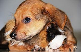 Gine domuzuyla yavru köpeğin dostluğu görenleri...