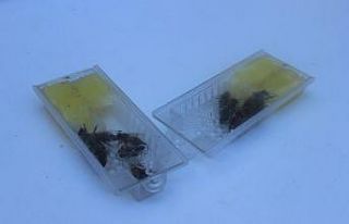 Giresun ekotipi ana arının yaygınlaştırılması...