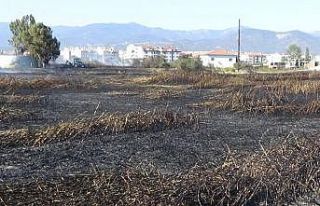 Göçebe kuşların yuvası küle döndü