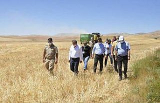 Gürün’de buğday hasadı başladı