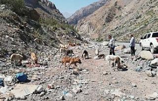 Hakkari’de sahipsiz hayvanlara yiyecek bırakıldı