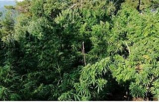 Hatay’da 39 bin kök kenevir ele geçirildi