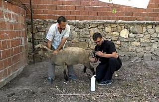 Hayvanlarda gebelik kontrolü artıyor