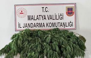 Hazine arazisine kaçak kenevir ekti