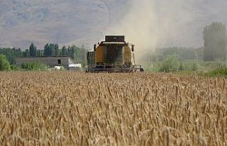 Hububat üreten çiftçilerden Muş ekonomisine 1...