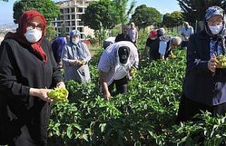 Huzurevinde hasat zamanı
