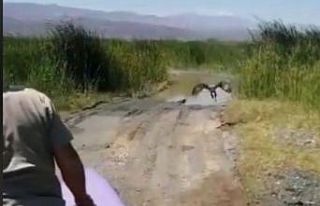 Iğdır’da bakımı ve beslenmesi yapılan kızıl...