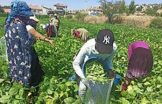 İlk hasadı yapılan fasulyenin satış fiyatı üreticisini...