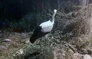 İlk uçuşunda başarısız oldu