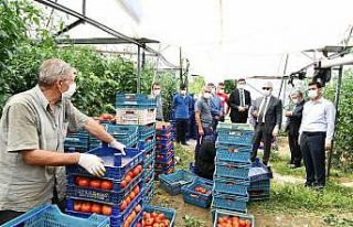 Isparta’da domates ve karanfil hasadı devam ediyor
