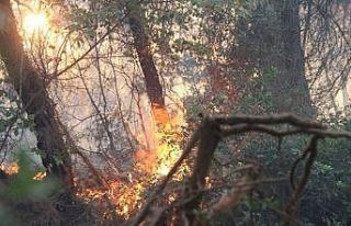 İzmir Menderes’teki yangın kontrol altında