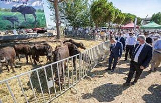 İzmir’de 22 üreticiye 73 manda hibe edildi