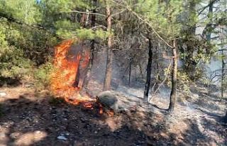 İzmir’de ormanlık alanda yangın