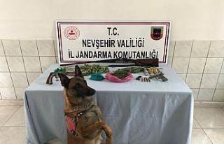 Jandarma ekipleri Gülşehir’de uyuşturucu operasyonu...