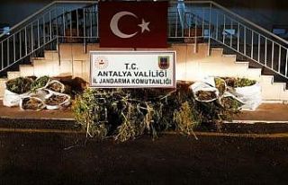 Jandarmadan Hint keneviri hasatı yapmaya hazırlanan...