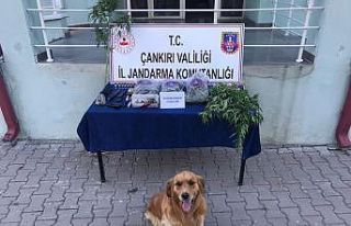 Jandarmadan uyuşturucu operasyonu: 1 tutuklama