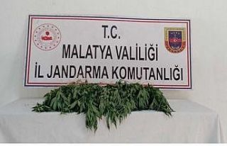 Kaçak kenevirden bir gözaltı