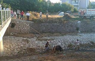 Kaçan kurbanlığı 3 saatin sonunda yakalayabildiler