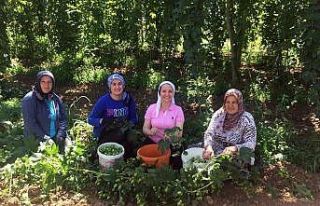 Kadın başkan şerbetçioğlu hasadında