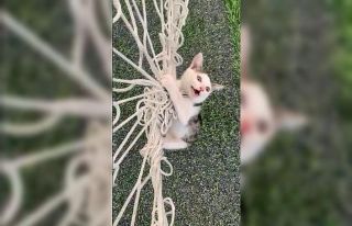 Kale filesine dolanarak mahsur kaldı, itfaiye ekipleri...