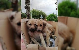 Kanala düşen yavru köpeklerin yardımına itfaiye...