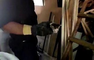 Kanalizasyon borusundaki yavru kedi 2 gün sonra kurtarıldı