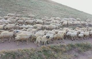 Kangallara genetik koruma, çiplerle takip edilecekler