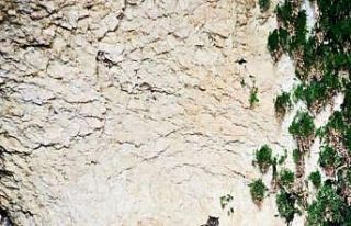 Kanyonlar, yaban hayatına ev sahipliği yapıyor