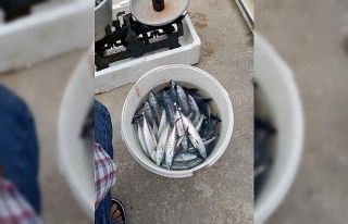 Karadeniz’de çingene palamudu bolluğu