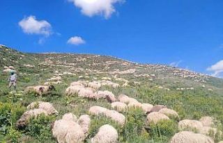 Karların yeni eridiği Mereto Dağı’na ilkbahar...