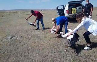 Kars’ta 3 leylek ve 3 kızıl tilki ortamlarına...