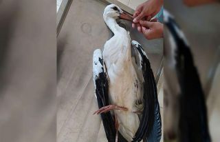 Kars’ta köylülerin bulduğu yaralı leylek tedavi...
