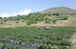 Kavurucu sıcakların Malatya’yı terk etmesi bekleniyor