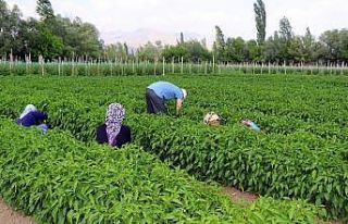 Kavurucu sıcakta sebze hasadı