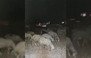 Kaybolan 40 koyunu jandarma buldu