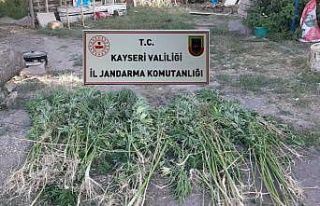 Kayseri’de 236 kök kenevir bitkisi ele geçirildi