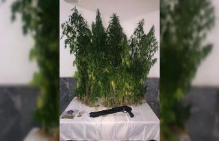 Kenevirler uyuşturucuya dönüştürülmeden yakalandı